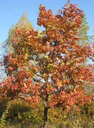 Дуб черешчатый