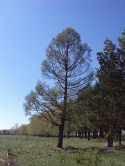 Лиственница сибирская