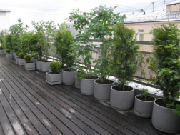 Балконное озеленение