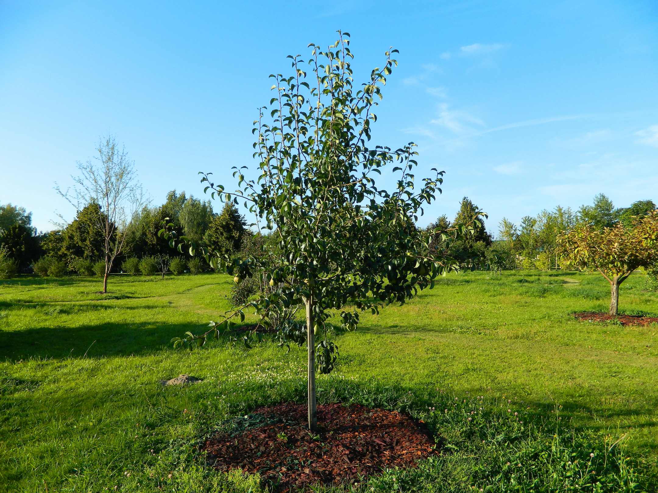 Обрезка груши