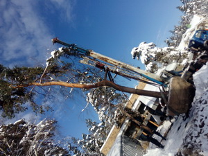 Пересадка деревьев (крупномеров)