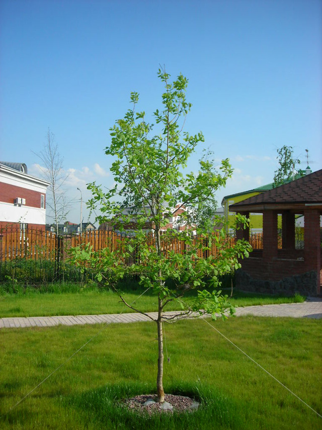 Плодовые крупномеры