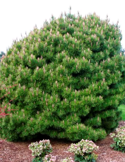 Сосна горная