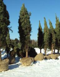 Сосна обыкновенная высота 7 – 8 метров